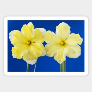 Narcissus  &#39;Cassata&#39;  Daffodil  Division 11a Split-corona: Collar Sticker